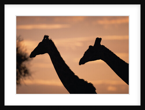 Masai Giraffes, Female and Male, Against Morning Sky by Anonymous
