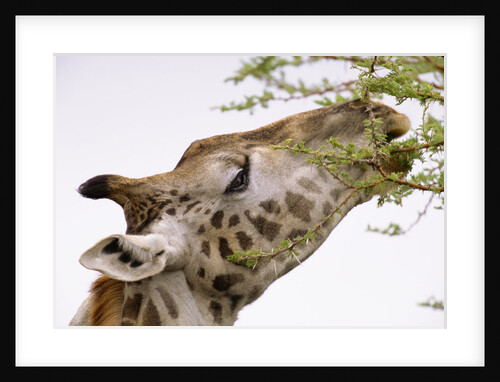 Masai Giraffe Eating Acacia Leaves by Anonymous