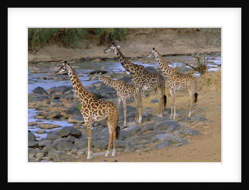 Masai Giraffes Alert on River Bank by Anonymous