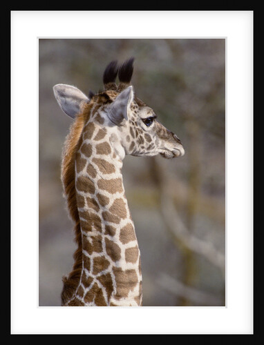 Masai Giraffe Calf by Anonymous