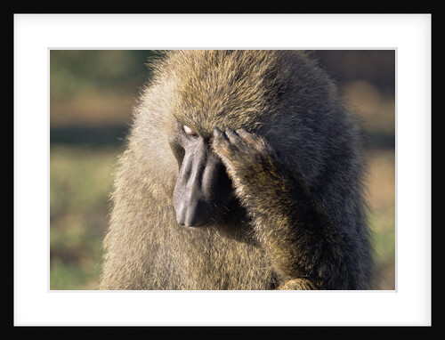 Olive Baboon Male Looking Pensive by Anonymous