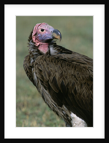 Lappet-faced Adult Vulture Resting on Savanna by Anonymous