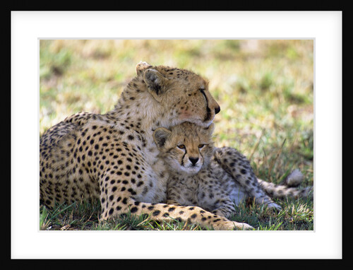 Cheetah mother and cub resting in shade together by Anonymous