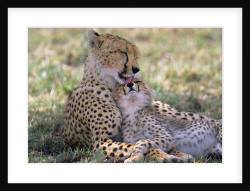 Cheetah Mother Licks Her Young Cub by Anonymous