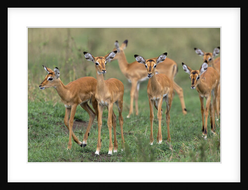 Impala Antelope Calves in Grassland by Anonymous