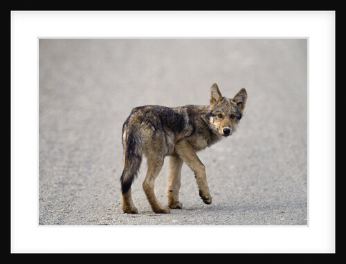Young Wolf Pup Crossing Road by Anonymous