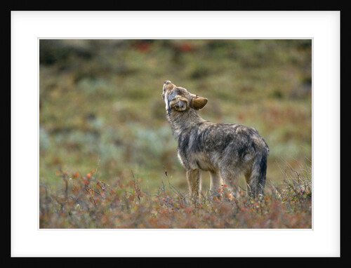 Young Gray Wolf Pup Howls in Tundra by Anonymous