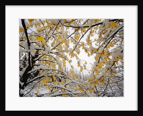 Yellowing Poplar Tree in First Snow by Anonymous