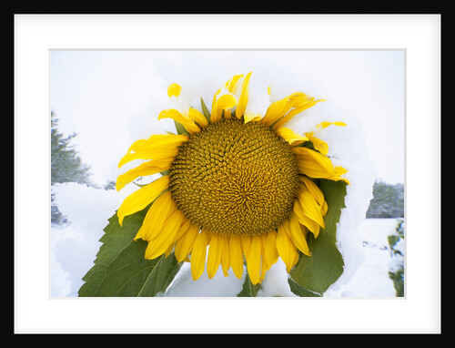 Cultivated Sunflower with Ripe Seeds by Anonymous