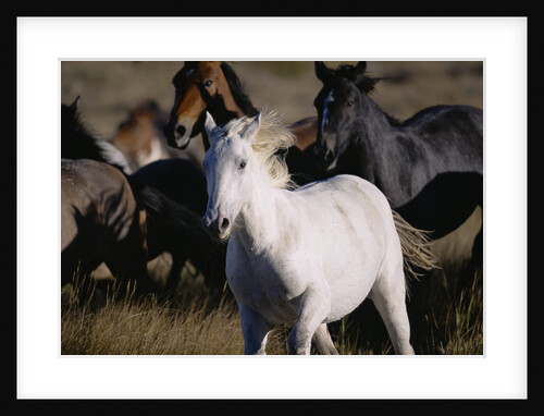 Wild Mustangs Running in Wyoming by Anonymous