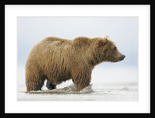 Shaggy Brown Bear in Stream by Anonymous