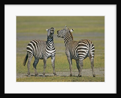 Pair of Zebras by Anonymous