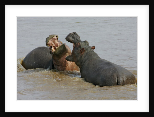Two Hippopotami Fighting in Water by Anonymous