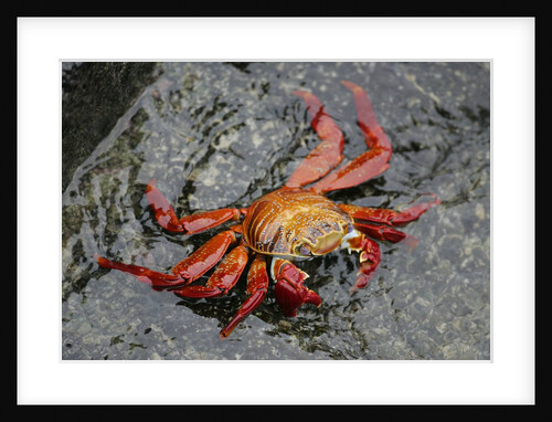 Sally Lightfoot Crab by Anonymous