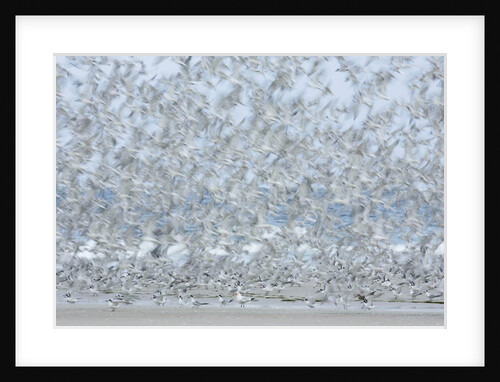 Flock of Terns by Anonymous