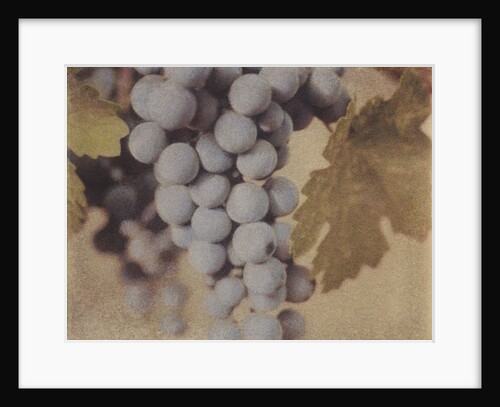 Cabernet Franc by Jennifer Kennard