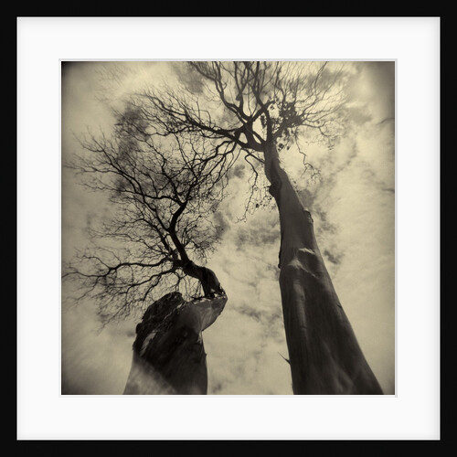 Madrona Trees by Kevin Cruff