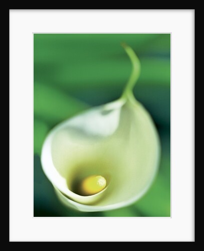 Calla Lily by Anonymous