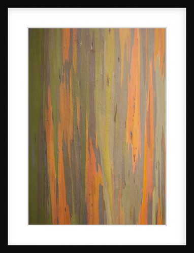 Rainbow Eucalyptus Tree Bark by Anonymous