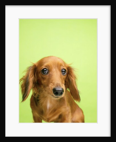 Adorable Cutey Patooty by Anonymous