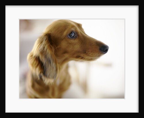 Dachshund by Anonymous