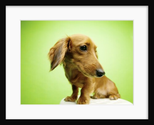 Cute Dachshund by Anonymous