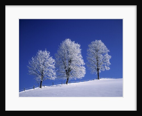 Hoar Frost on Trees by Anonymous
