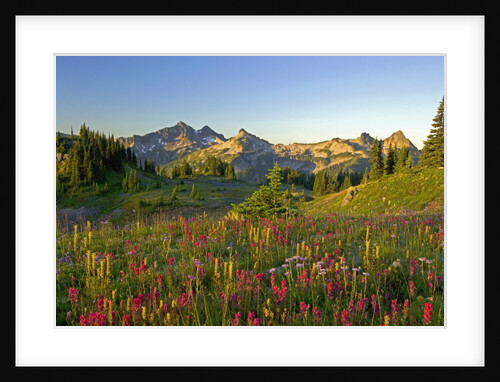 Wildflowers and Tatoosh Range by Anonymous