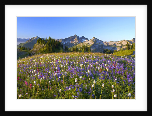 Wildflowers and Tatoosh Range by Anonymous