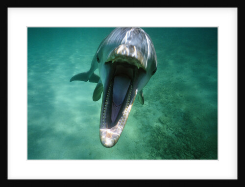 Bottlenosed Dolphin with Mouth Open by Anonymous