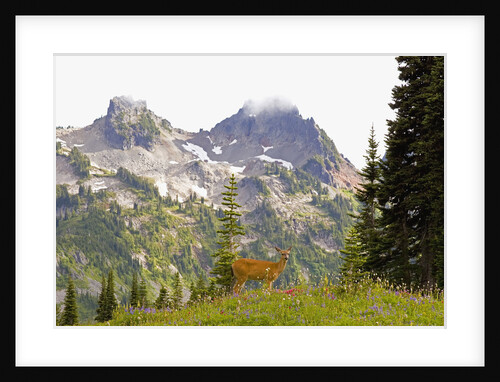 Deer and Pinnacle Peak by Anonymous