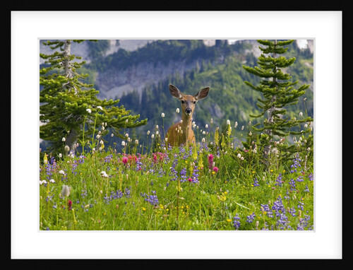 Deer in Wildflowers by Anonymous