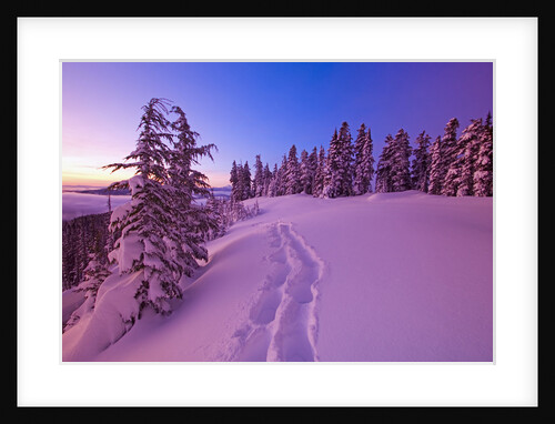 Snow-Covered Trees at Dawn by Anonymous