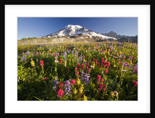 Mount Rainier and Wildflowers by Anonymous