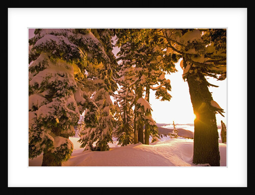 Snow-Covered Trees at Sunrise by Anonymous