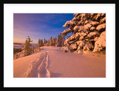 Snow-Covered Trees at Sunrise by Anonymous