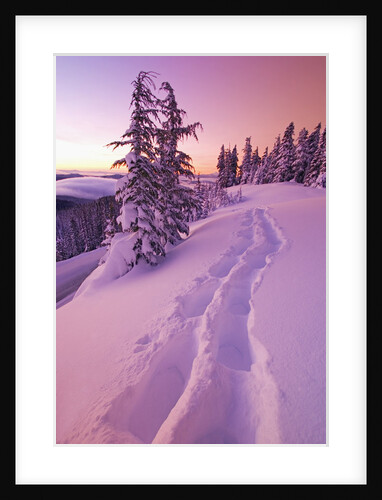 Snow-Covered Trees at Dawn by Anonymous