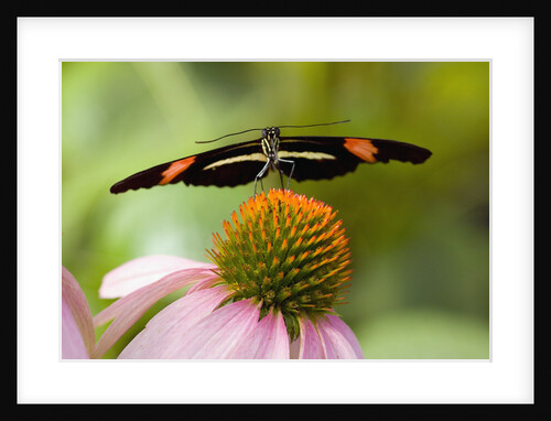 Small Postman Butterfly on Coneflower by Anonymous