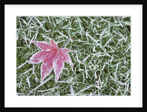 Frost on Leaf and Grass by Anonymous