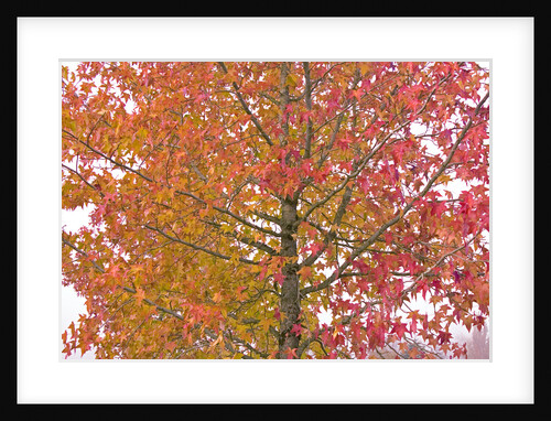 Maple in Autumn by Anonymous