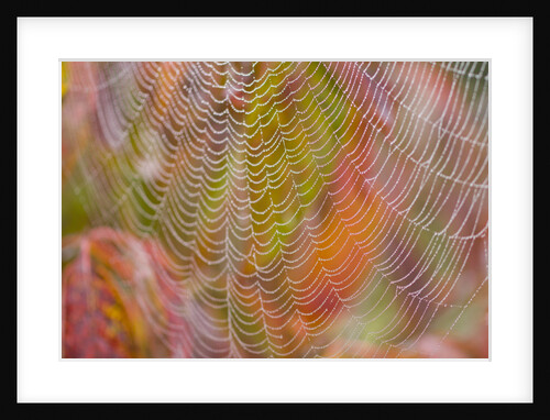 Dew on Spiderweb by Anonymous