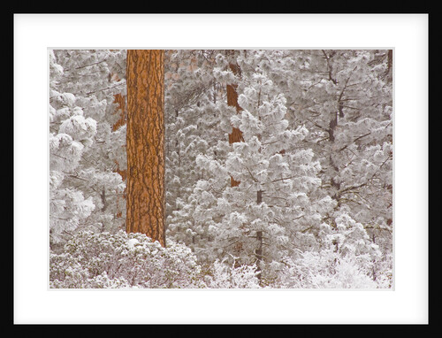Snow-Covered Ponderosas by Anonymous
