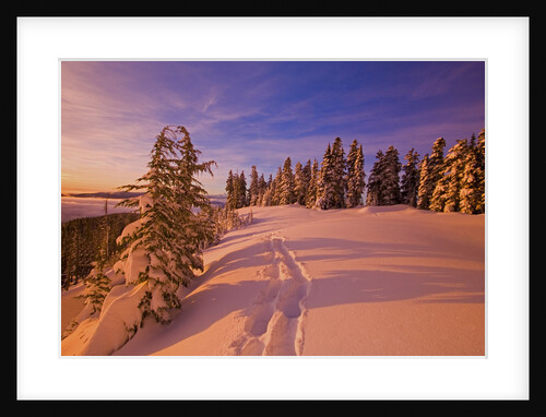 Snow-Covered Trees at Sunrise by Anonymous
