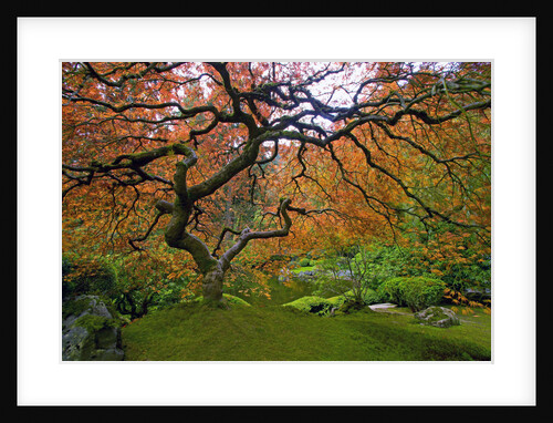 Japanese Maple in Fall by Anonymous