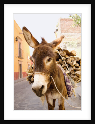 Donkey with Load of Firewood by Anonymous