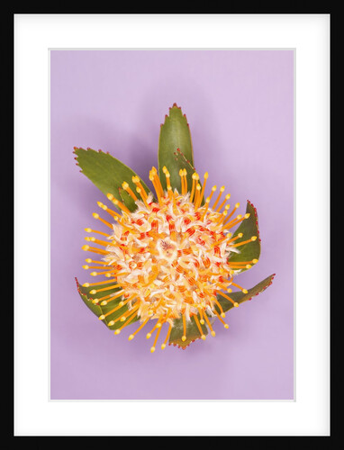 Protea Flower by Anonymous