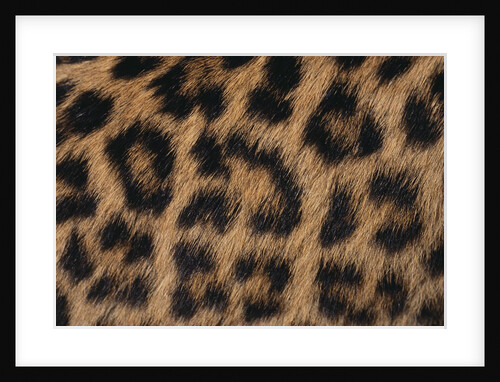 Leopard Fur by Anonymous