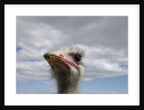 Ostrich Head by Anonymous