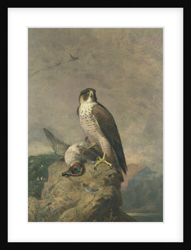 Peregrine and Teal by Archibald Thorburn