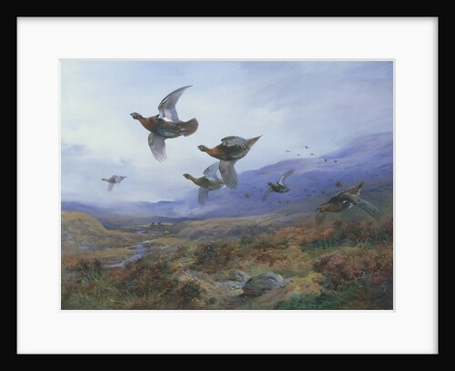 Grouse Taking Flight by Archibald Thorburn
